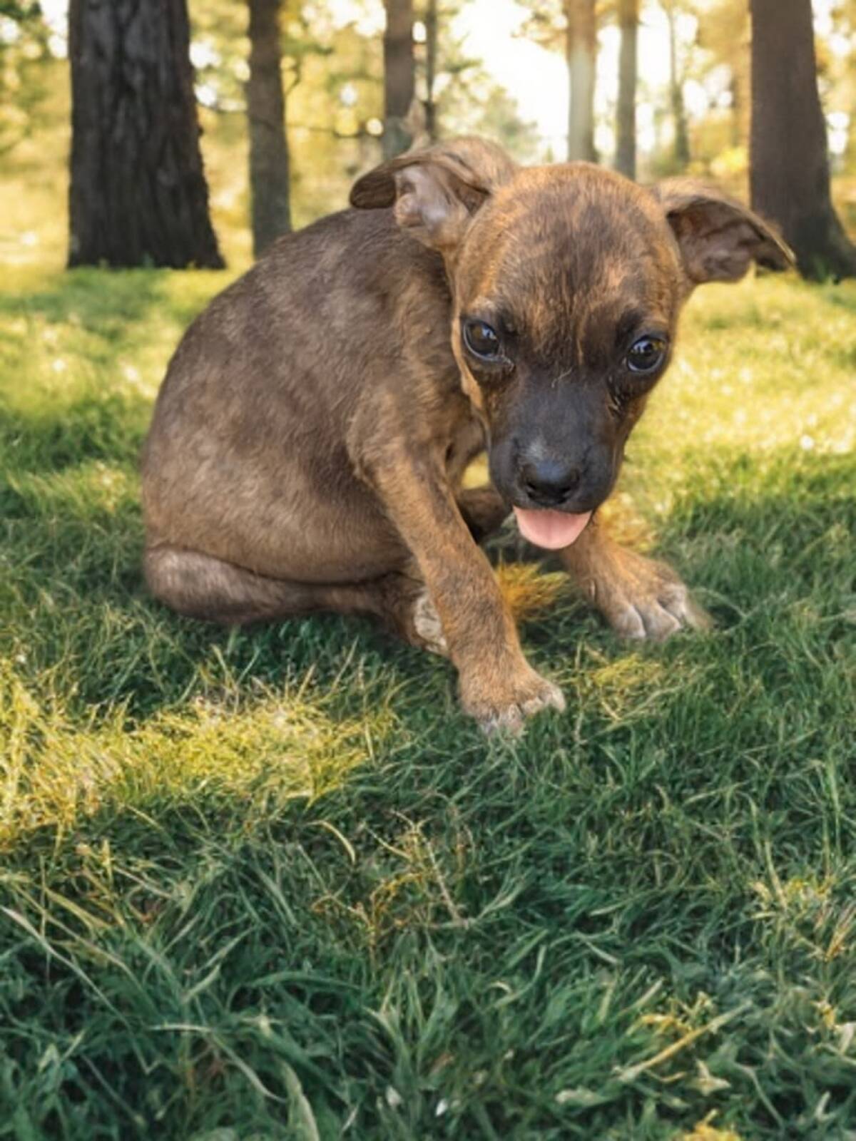 Adoption Texas
