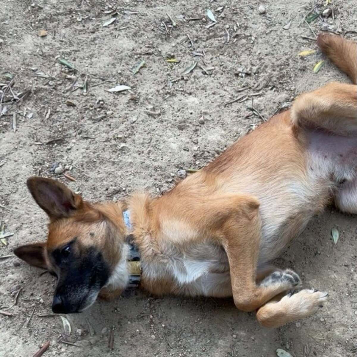 Adoption Rex