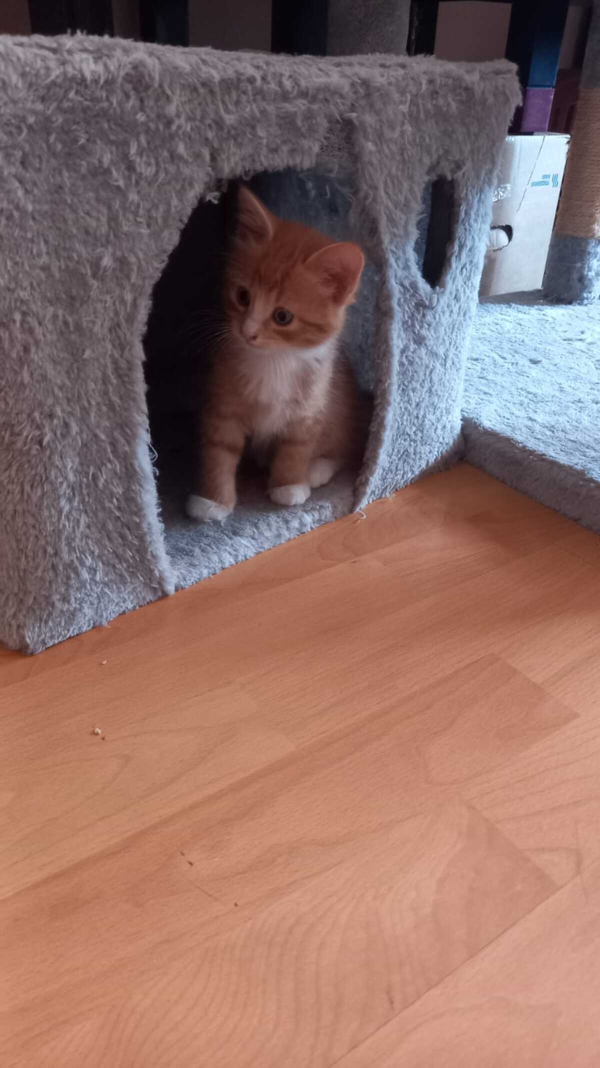 Adoption Biscotte