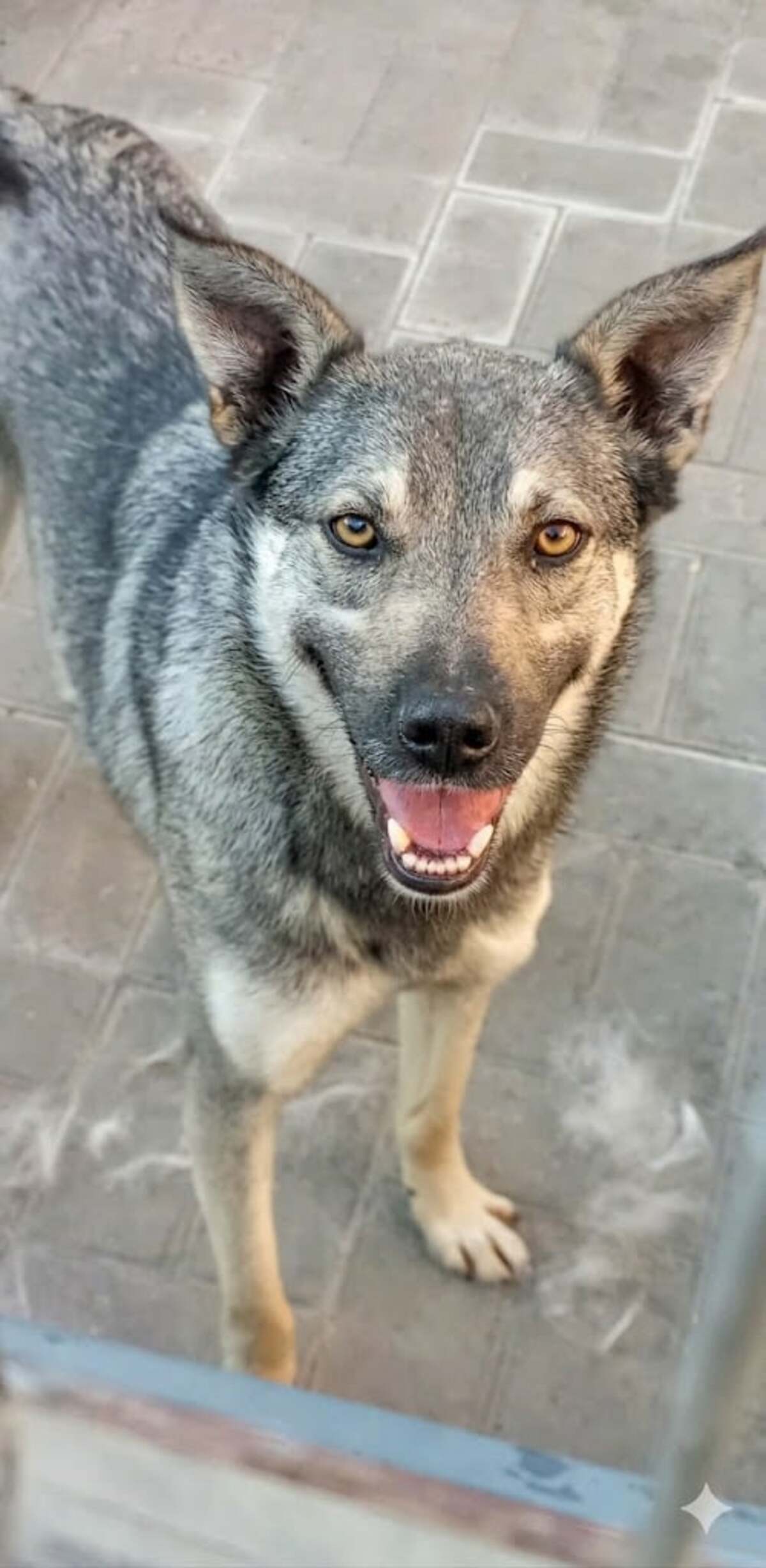 Adoption Nando