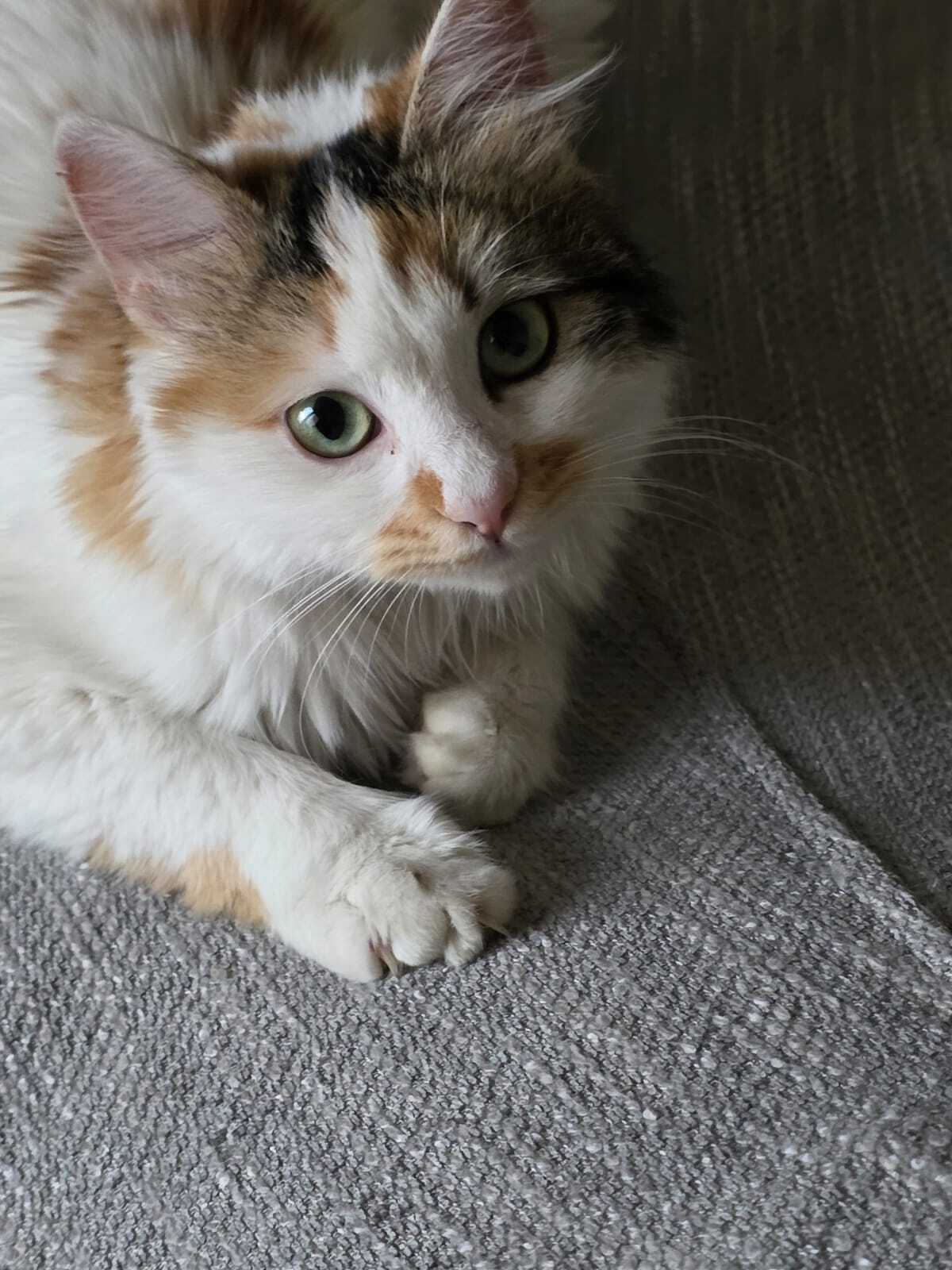 Adoption Elsa