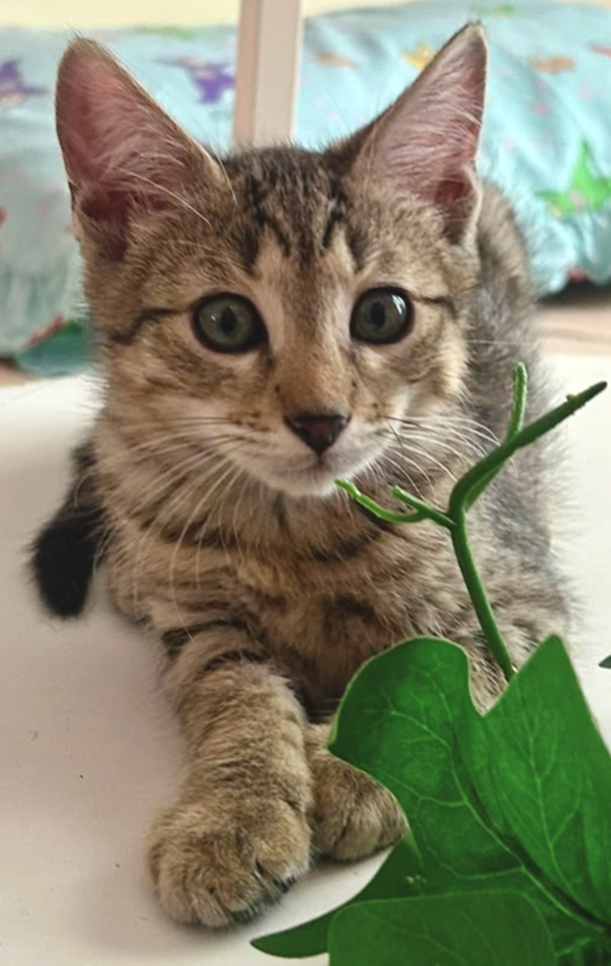 Adoption Bigaro 