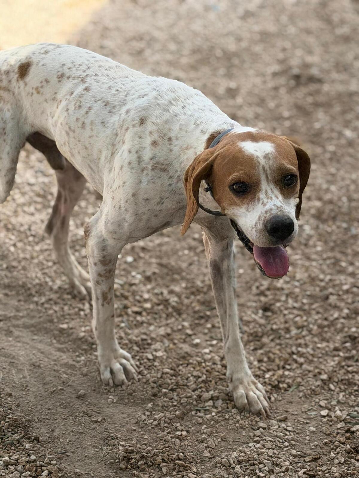 Adoption Thor