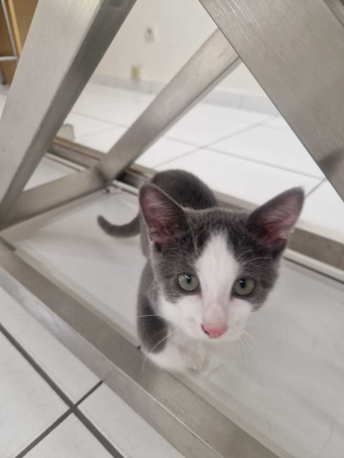 Adoption Lya