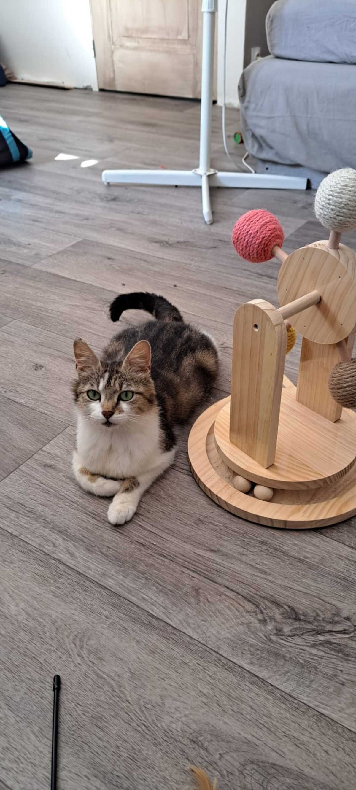 Adoption WILLOW