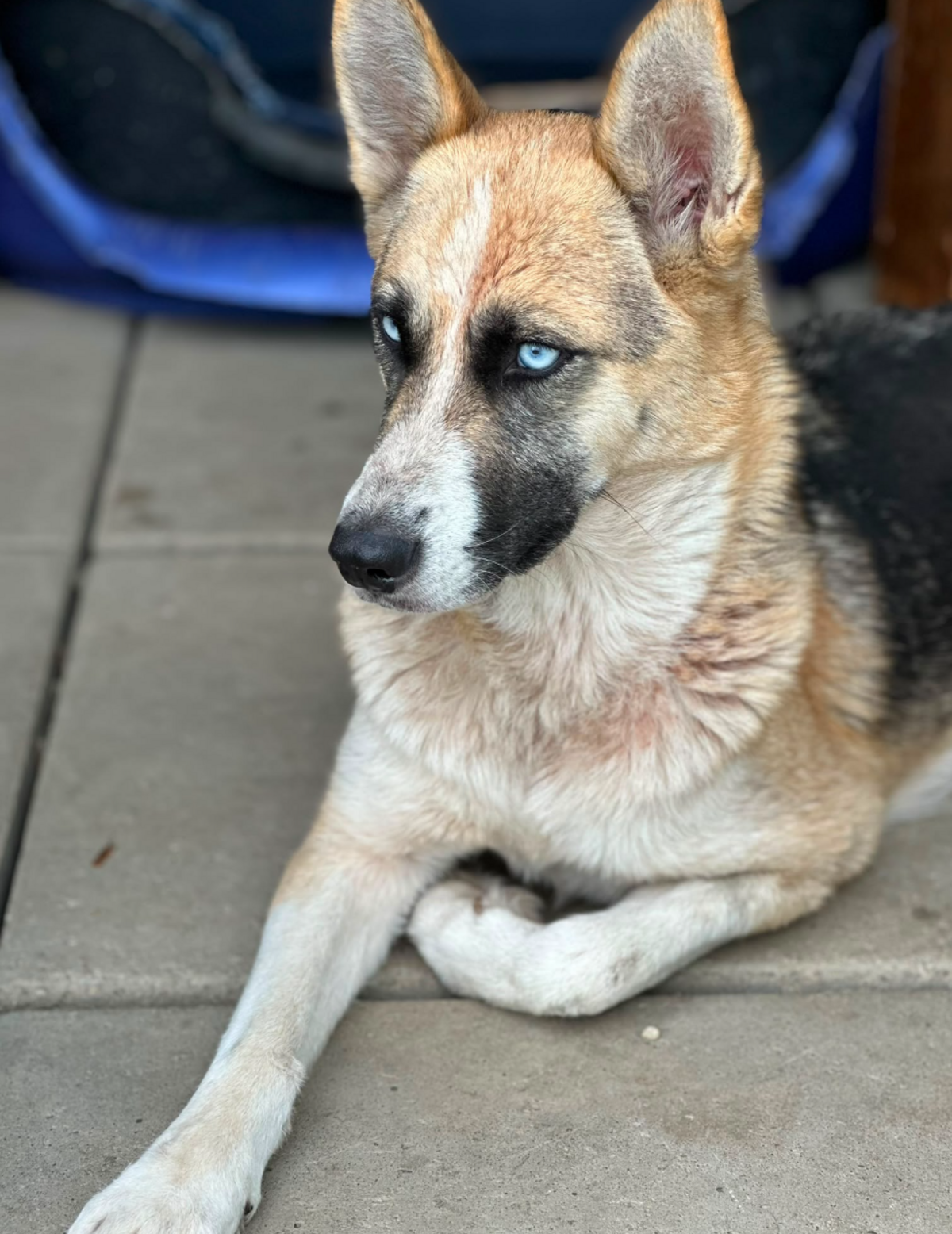 Adoption Zina