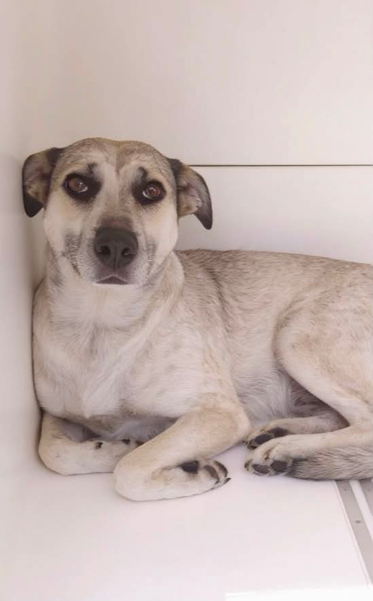 Adoption Hailey