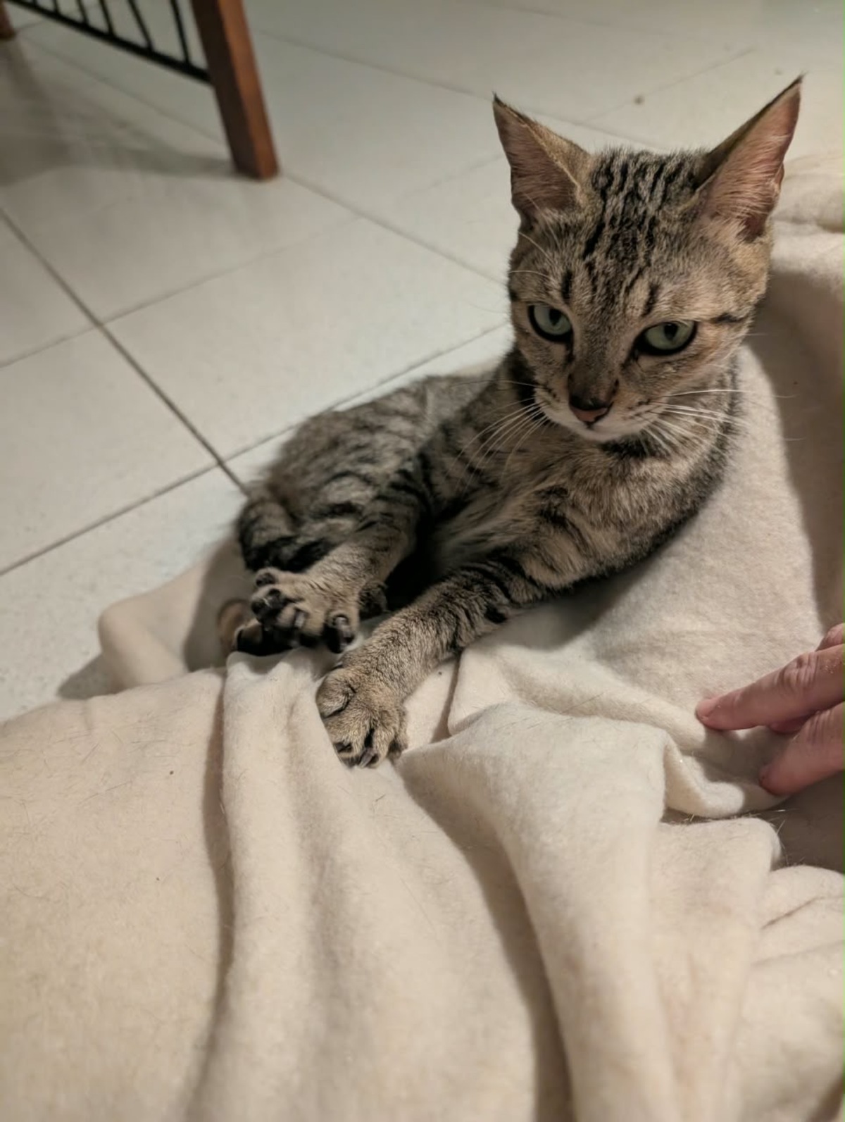 Adoption Poupette