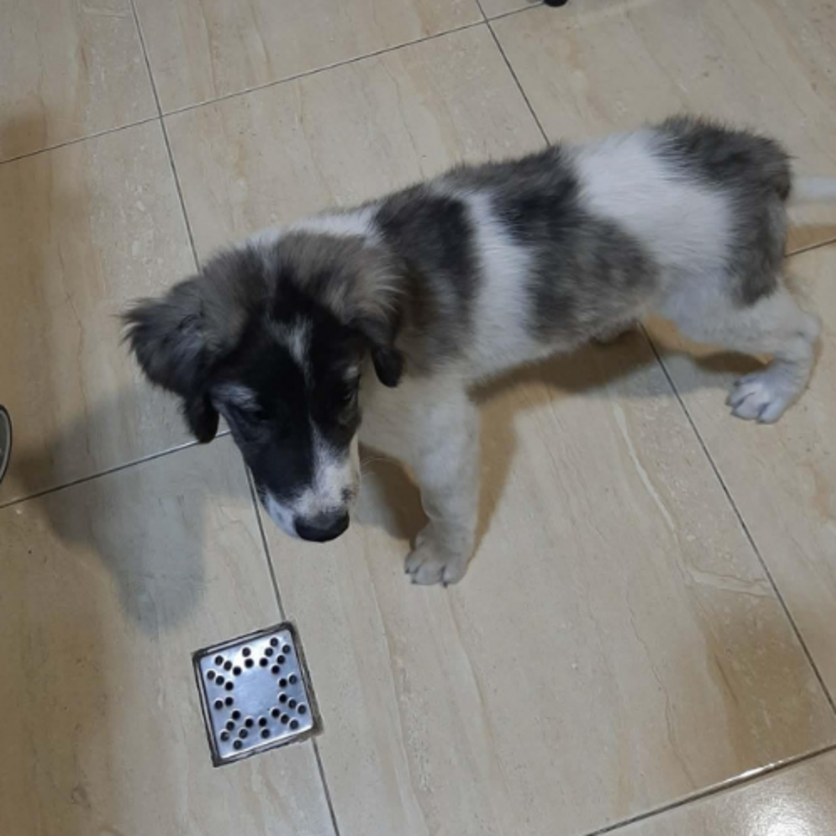 Adoption Dodo