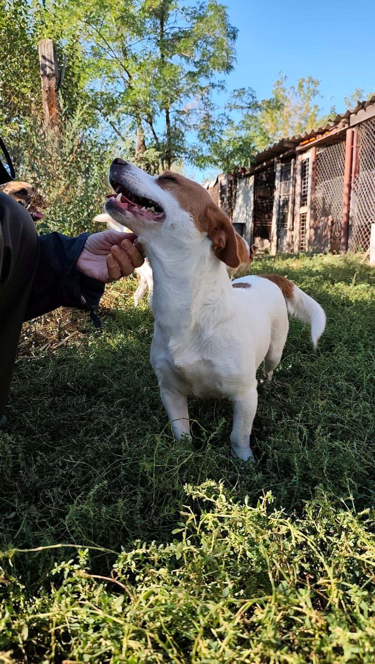 Adoption Lima