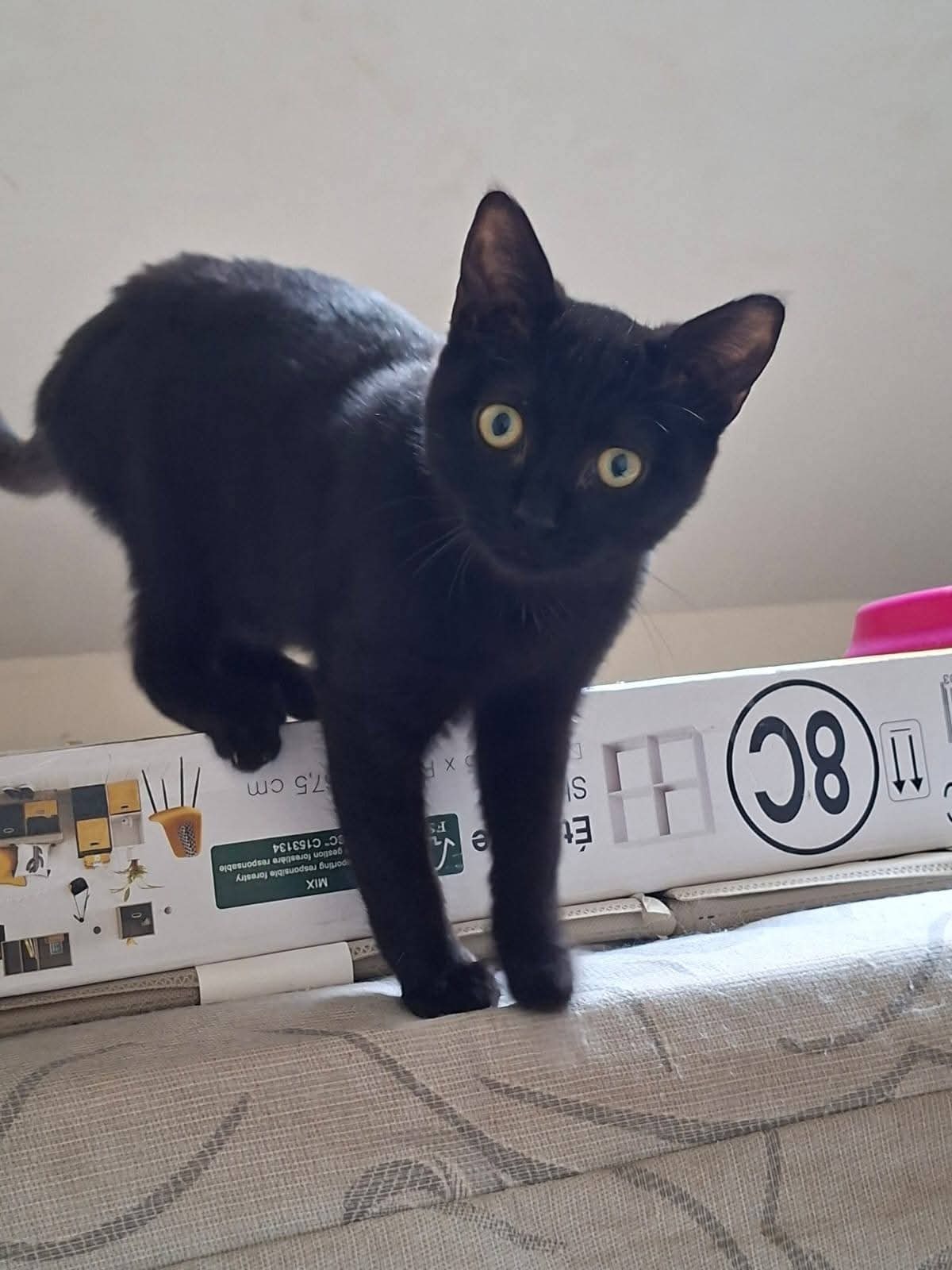 Adoption Xéna Li