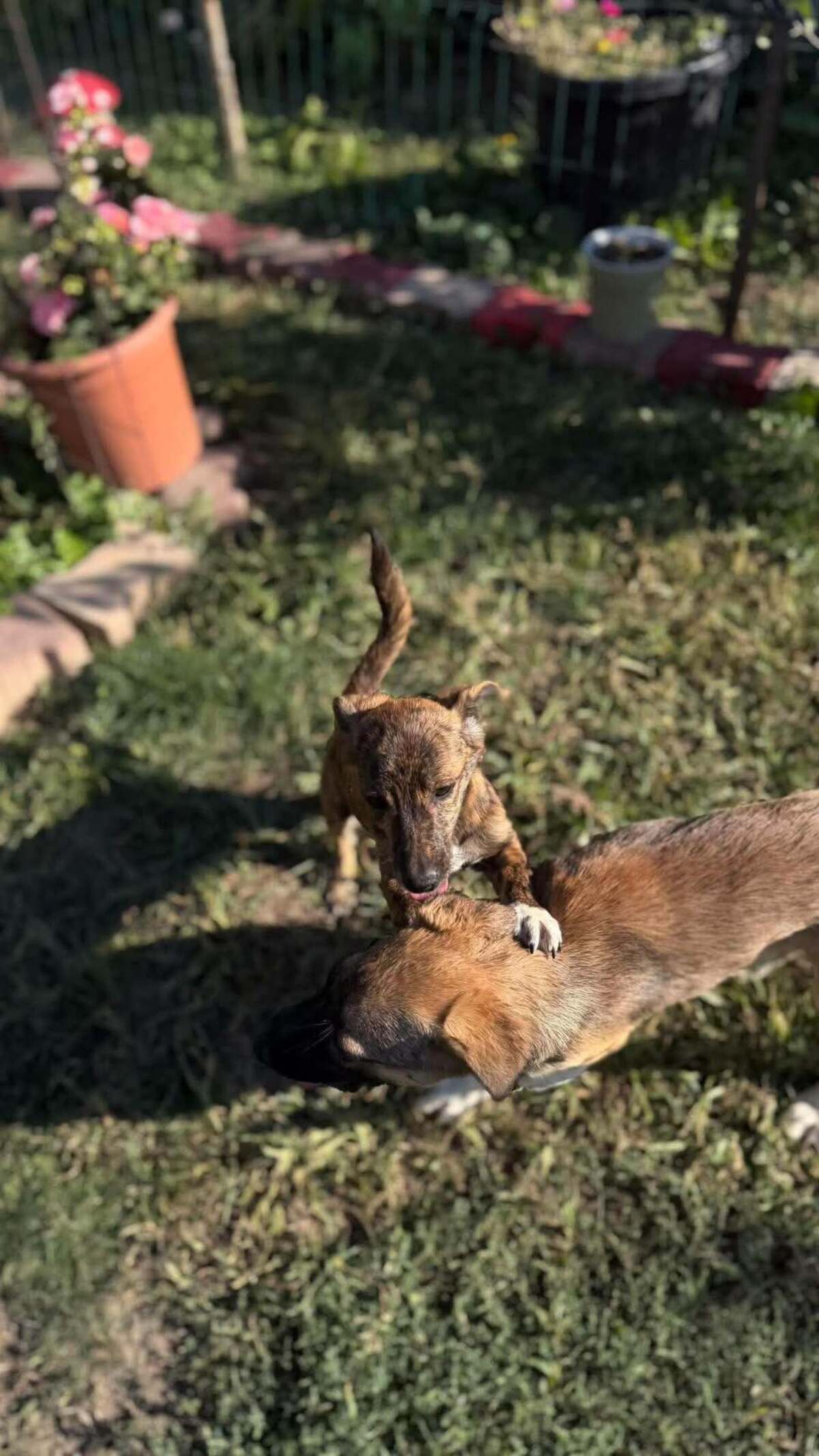 Adoption Rainbow