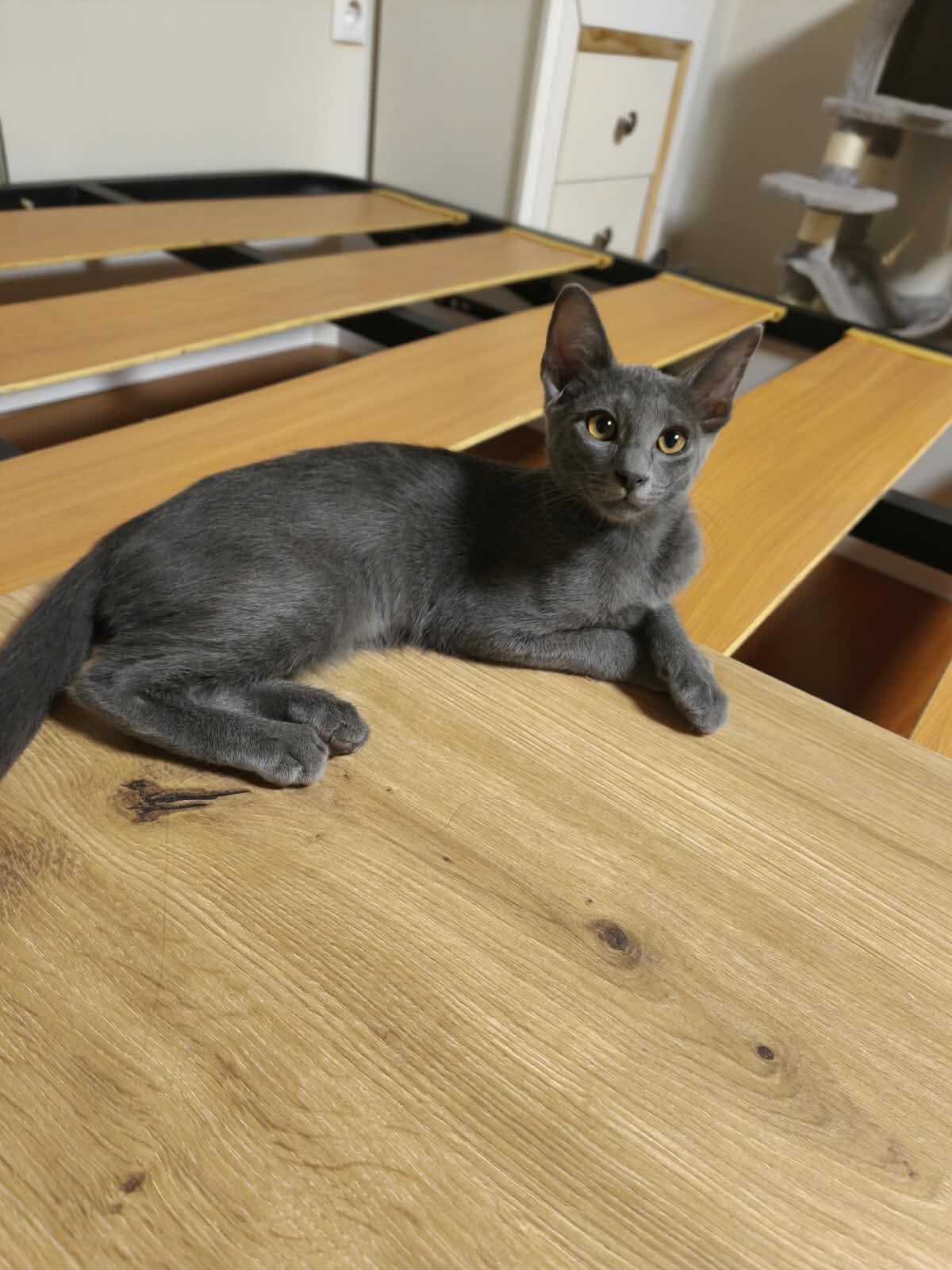 Adoption Nube