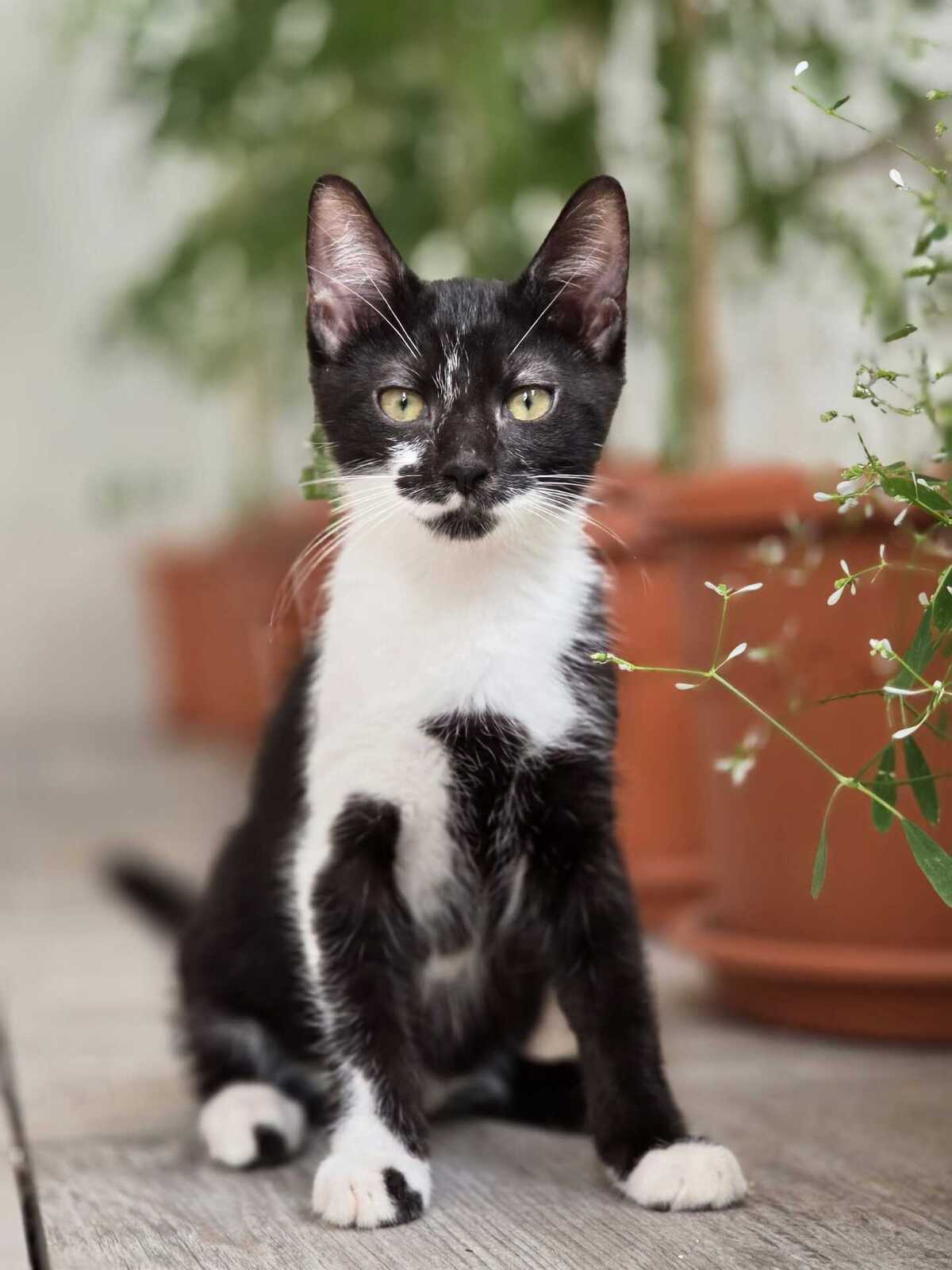 Adoption Maestro