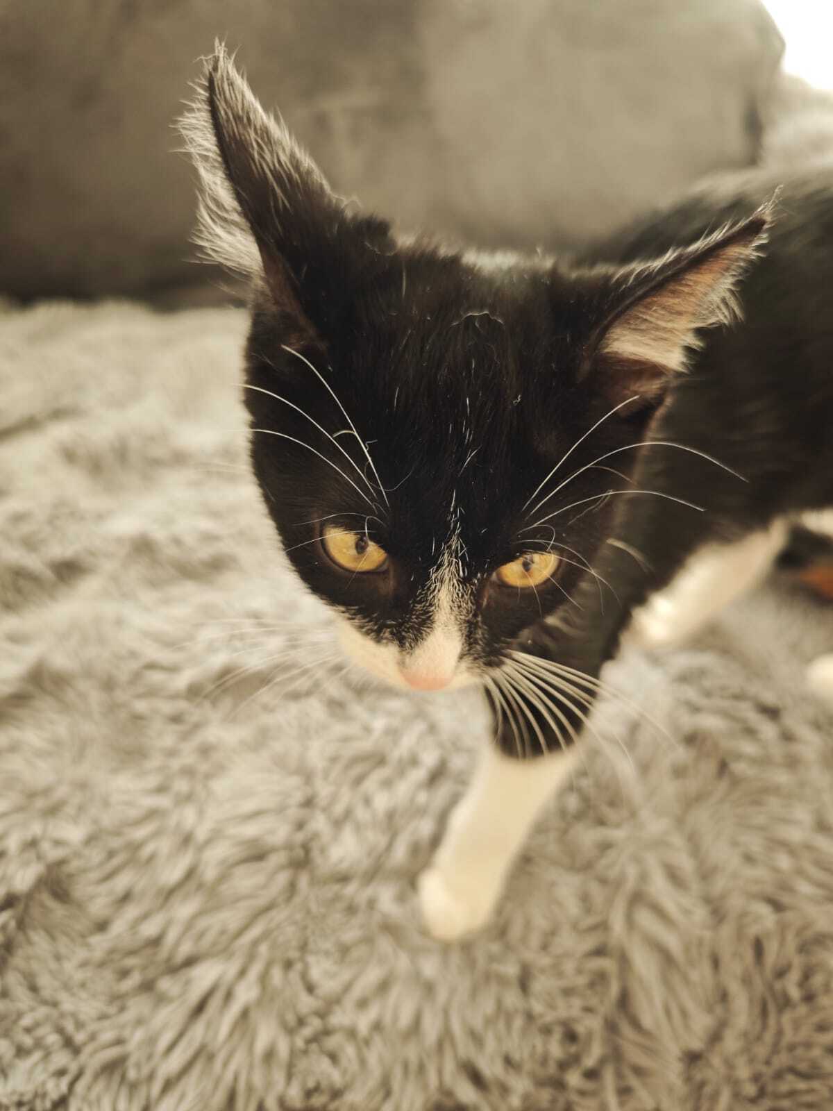 Adoption Nox