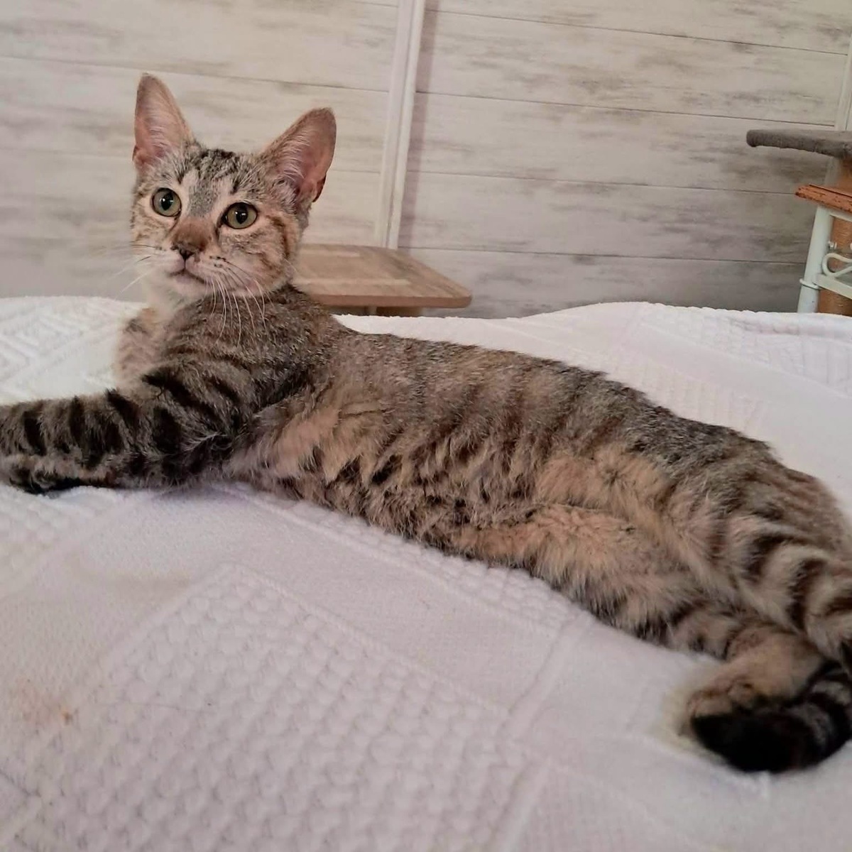 Adoption Fleurette
