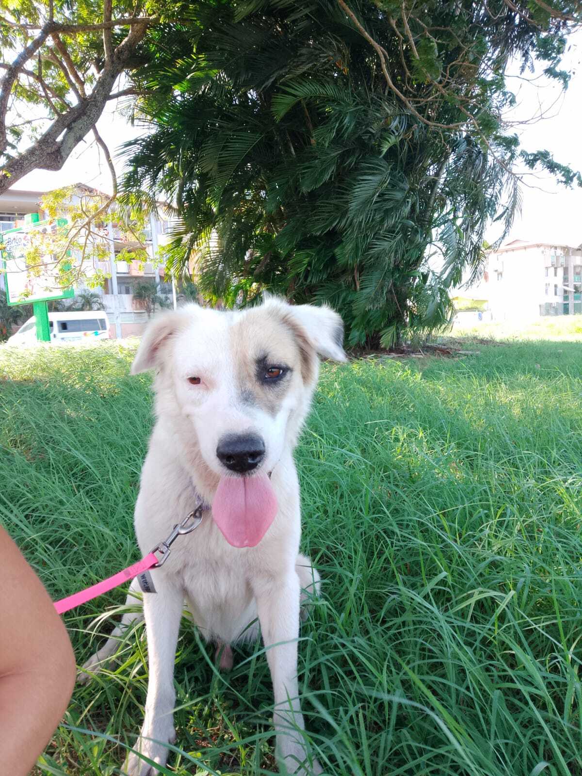 Adoption Voss