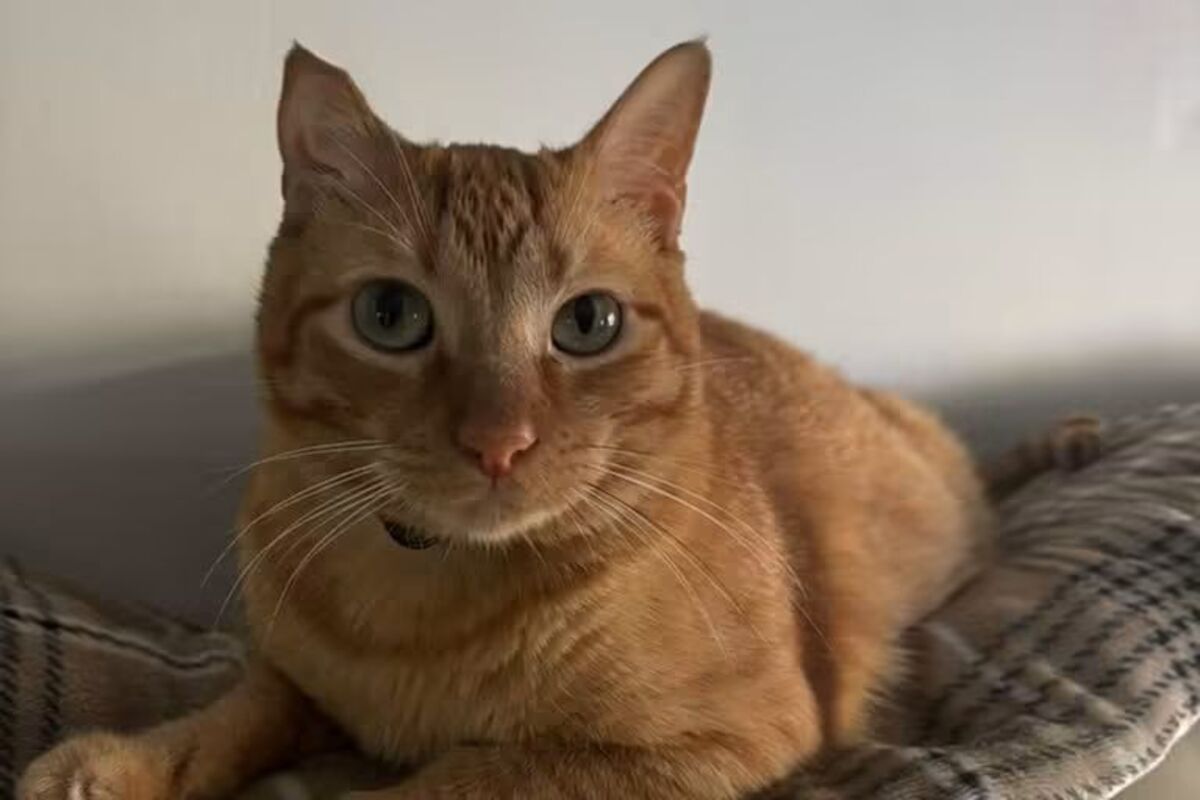 Adoption Butanillo