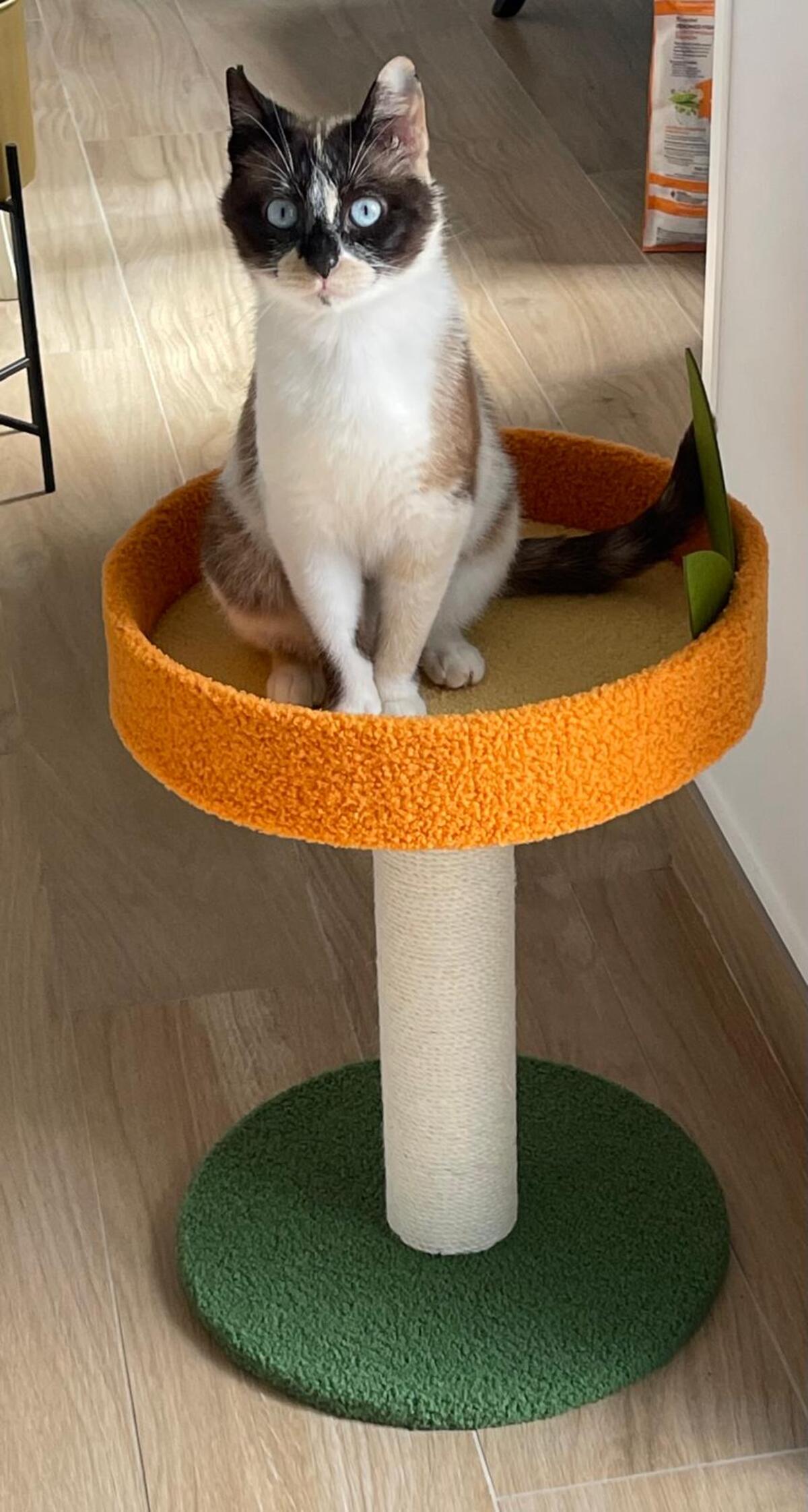Adoption Mulan