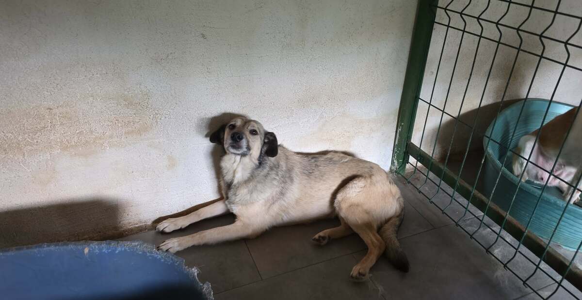 Adoption Surica