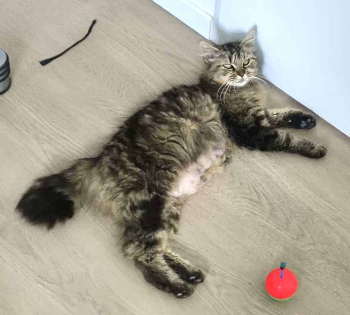 Adoption Vély