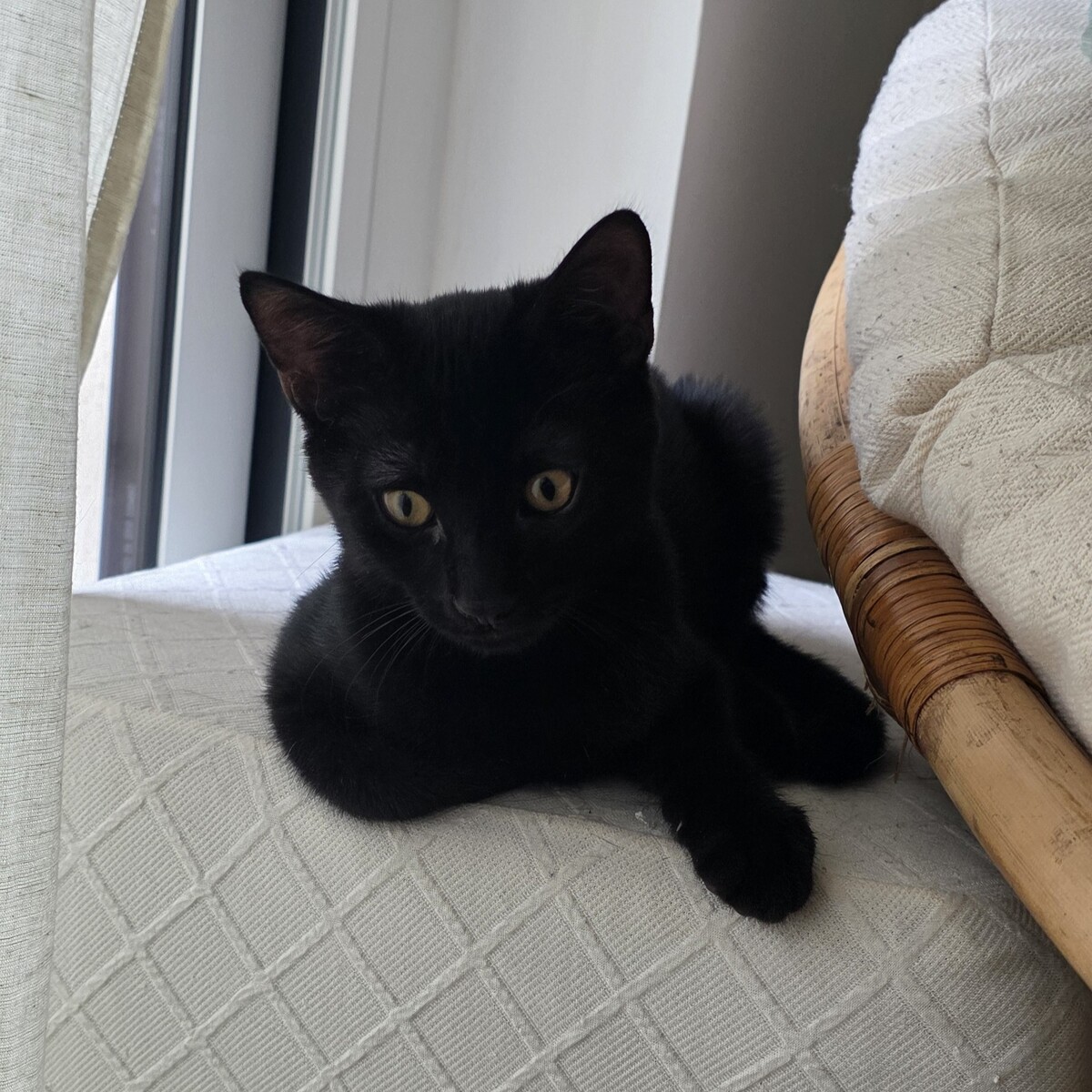 Adoption Naiko