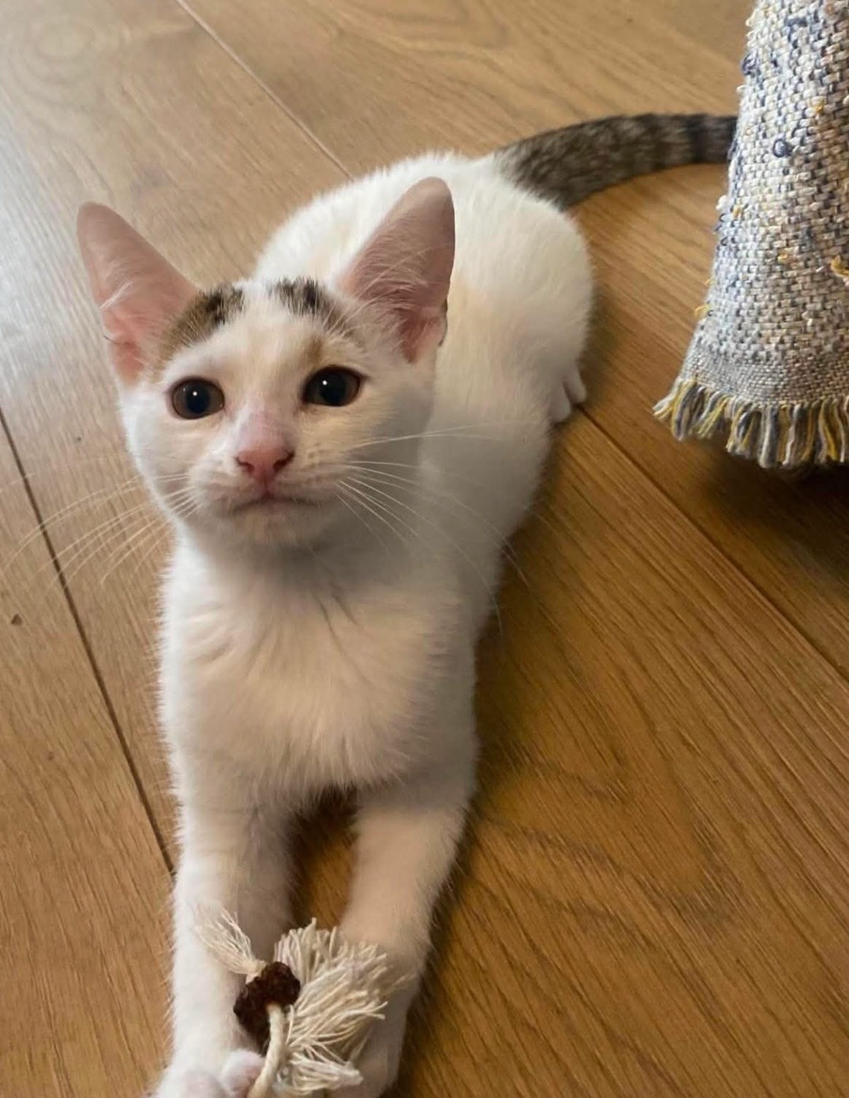 Adoption KUSMI