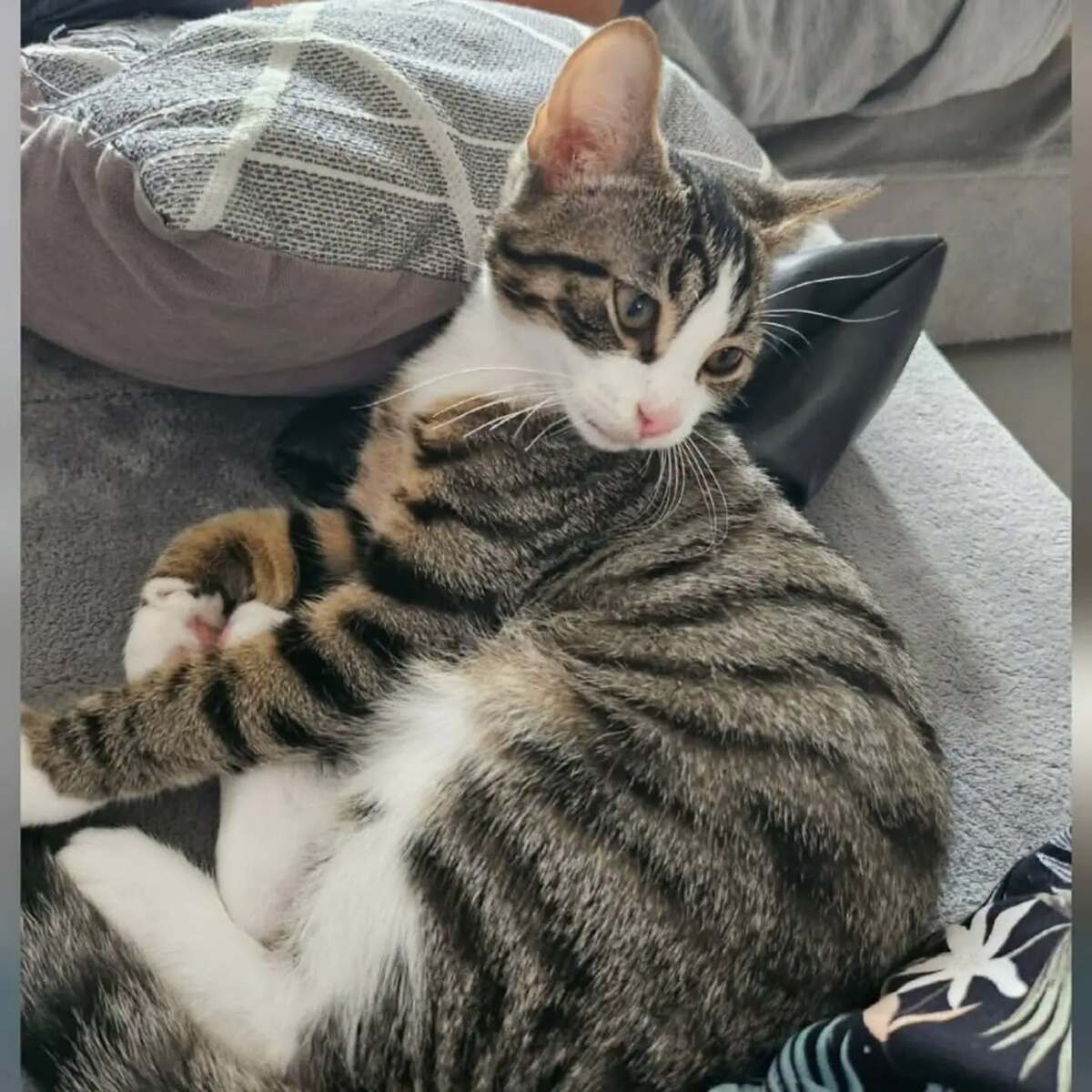Adoption BISCUIT