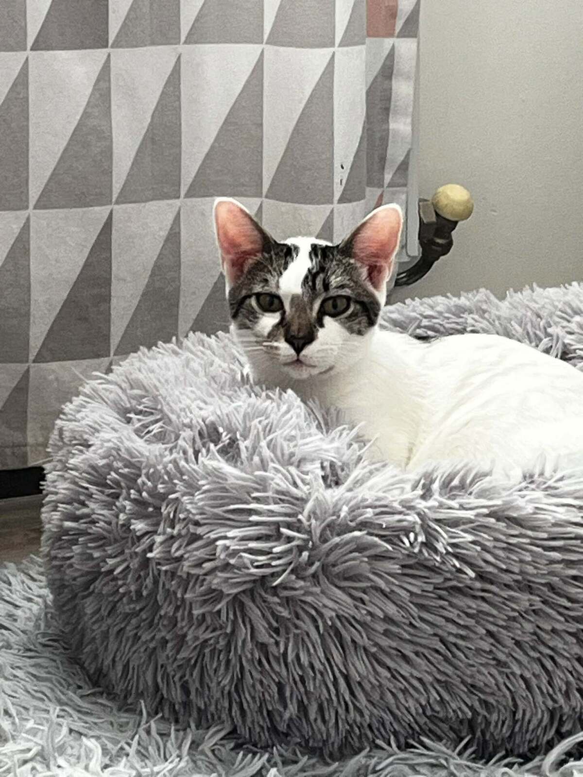 Adoption Bambou