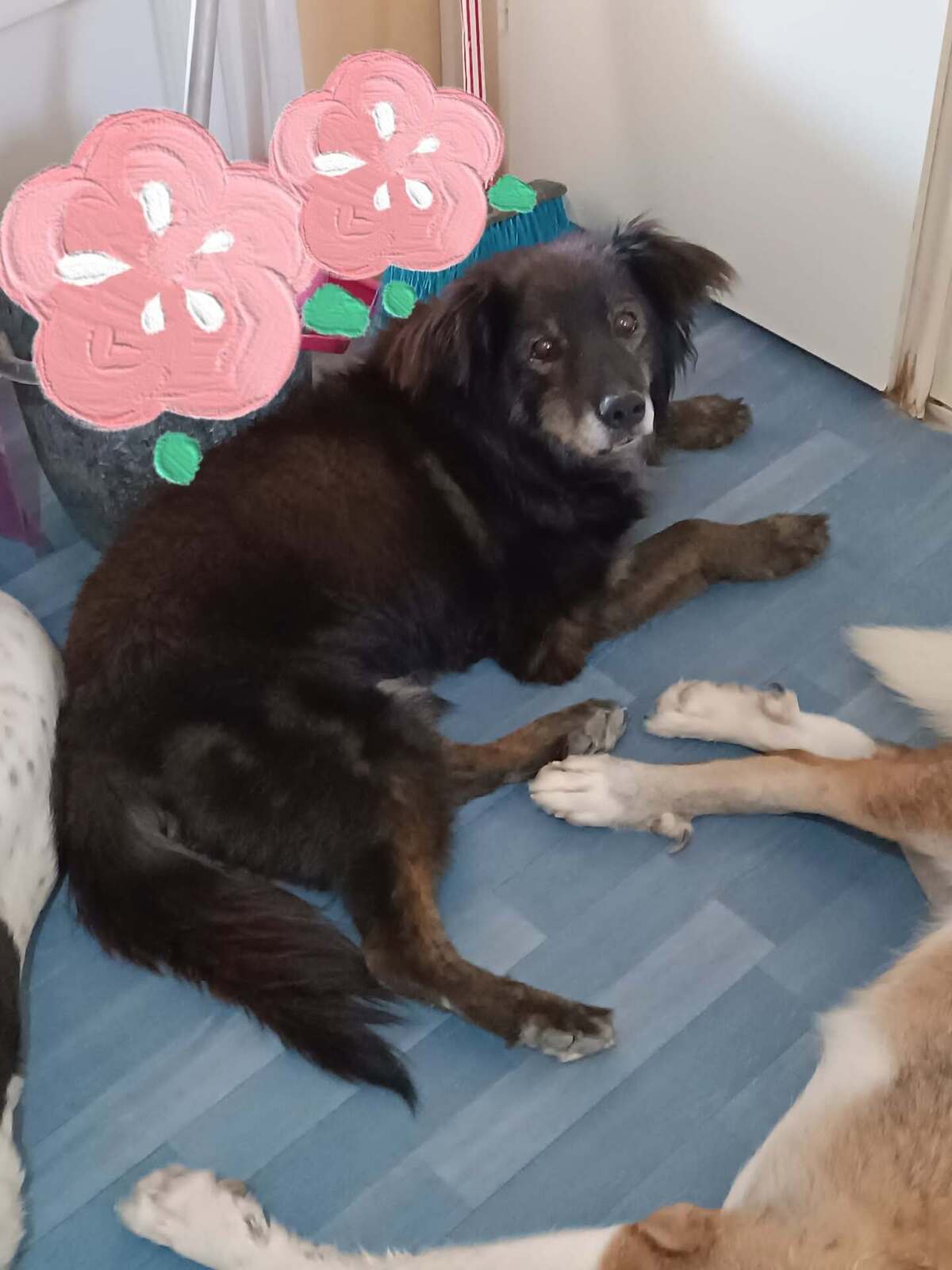 Adoption Manolo 