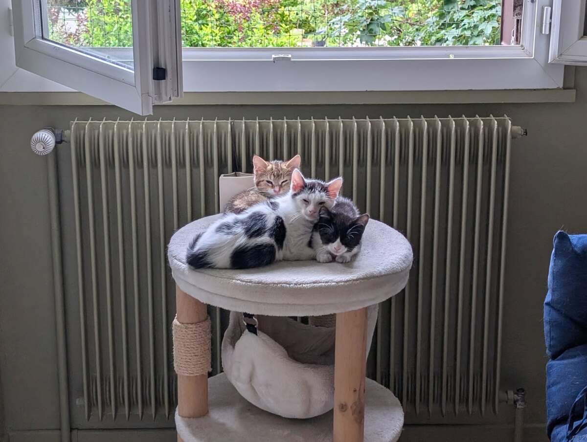 Adoption Hubble