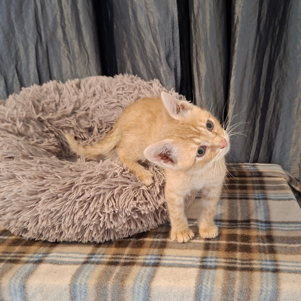 Adoption Bebop