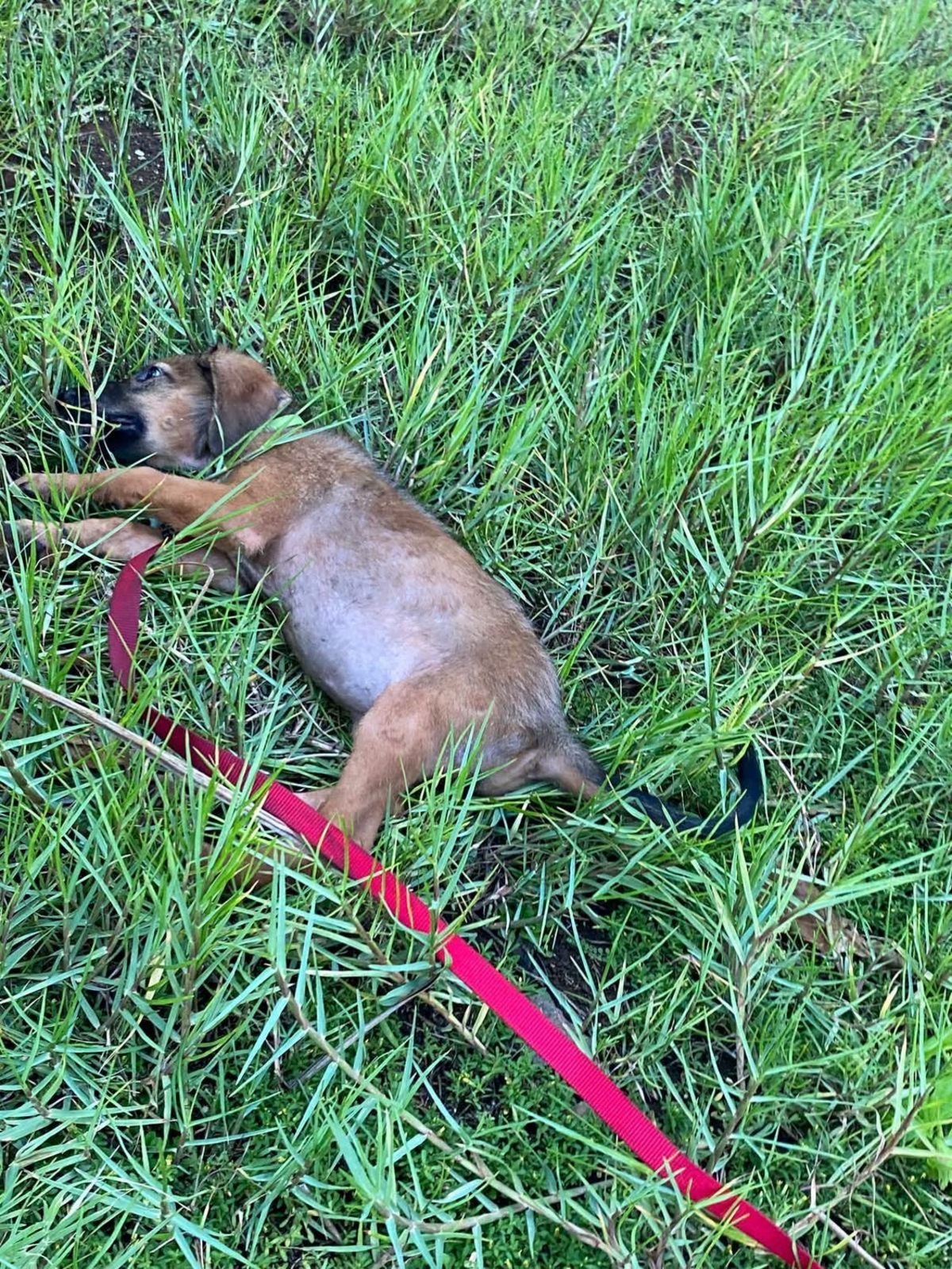 Adoption Zelda