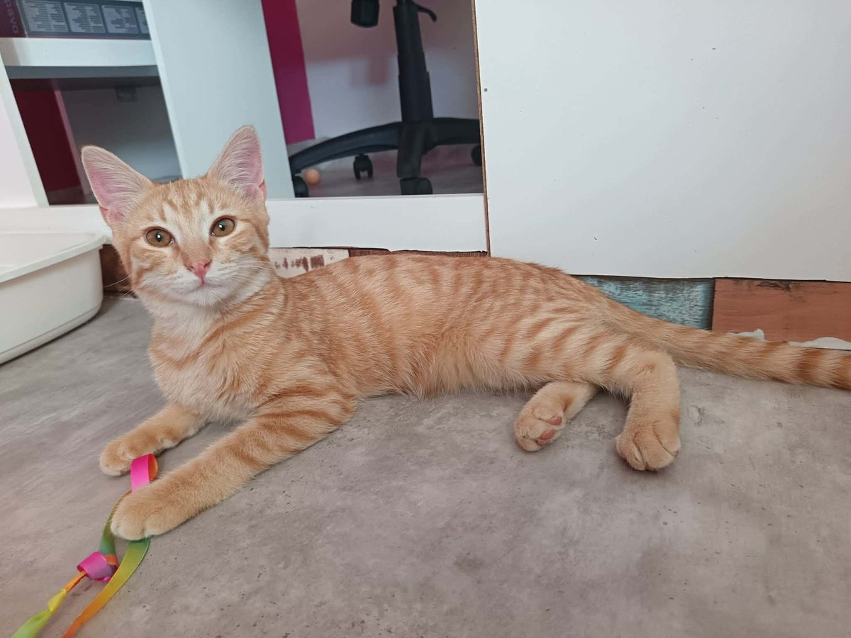 Adoption Murphy