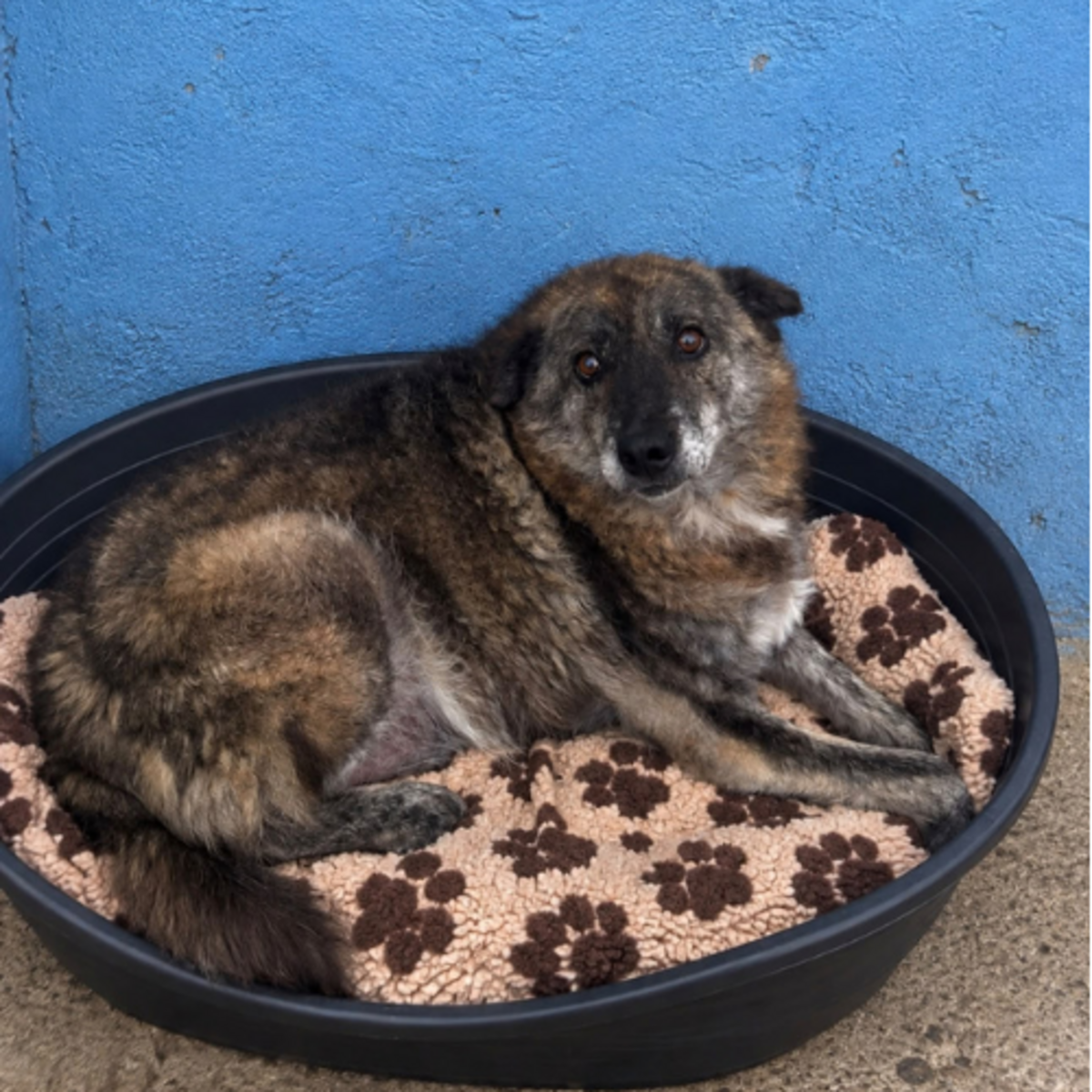 Adoption Caramelo