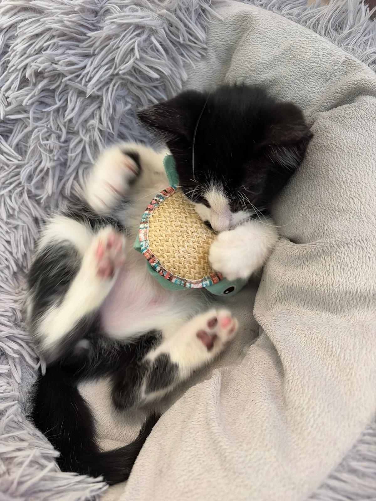 Adoption YUMI et YASU