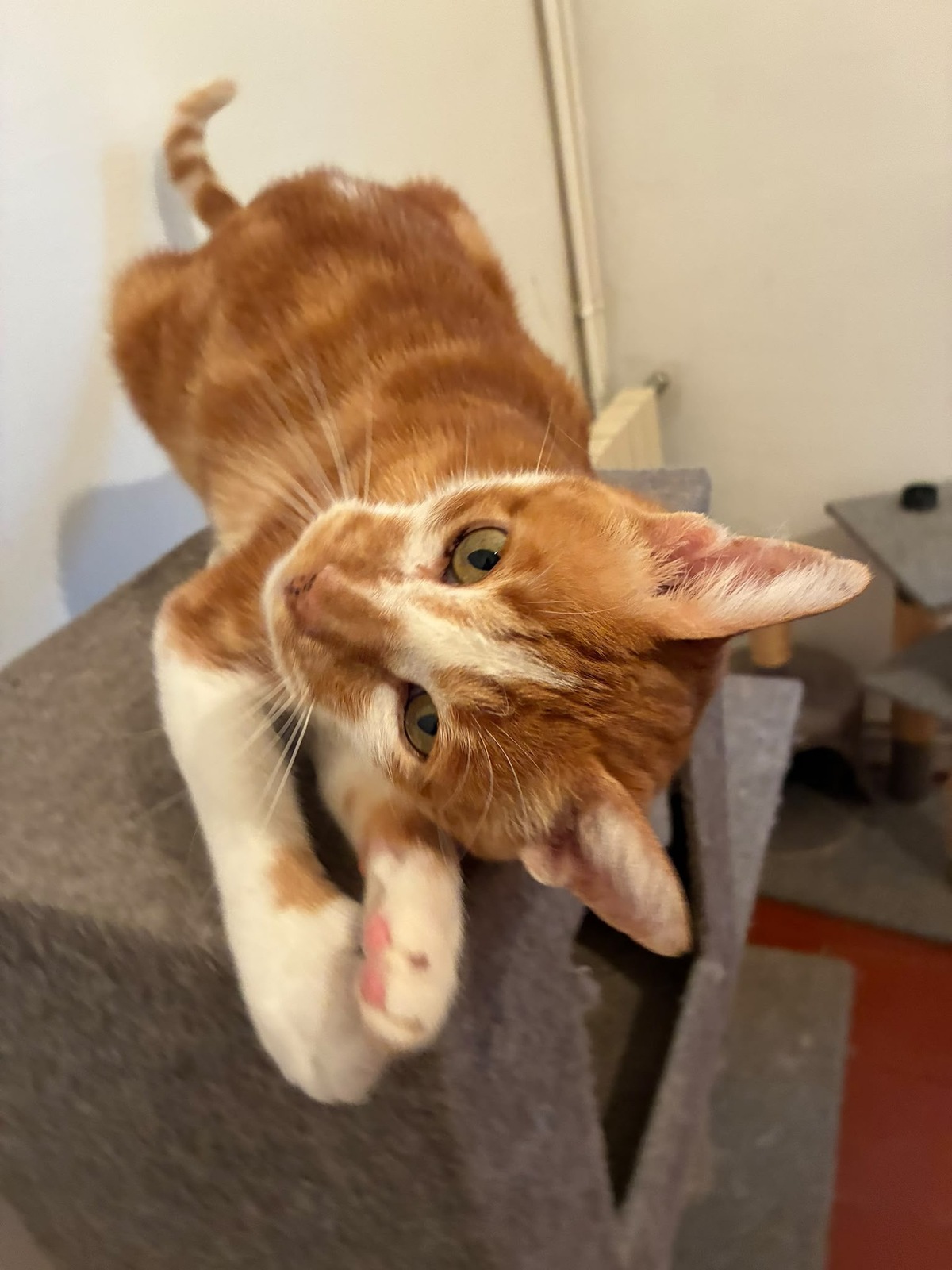 Adoption Nestor