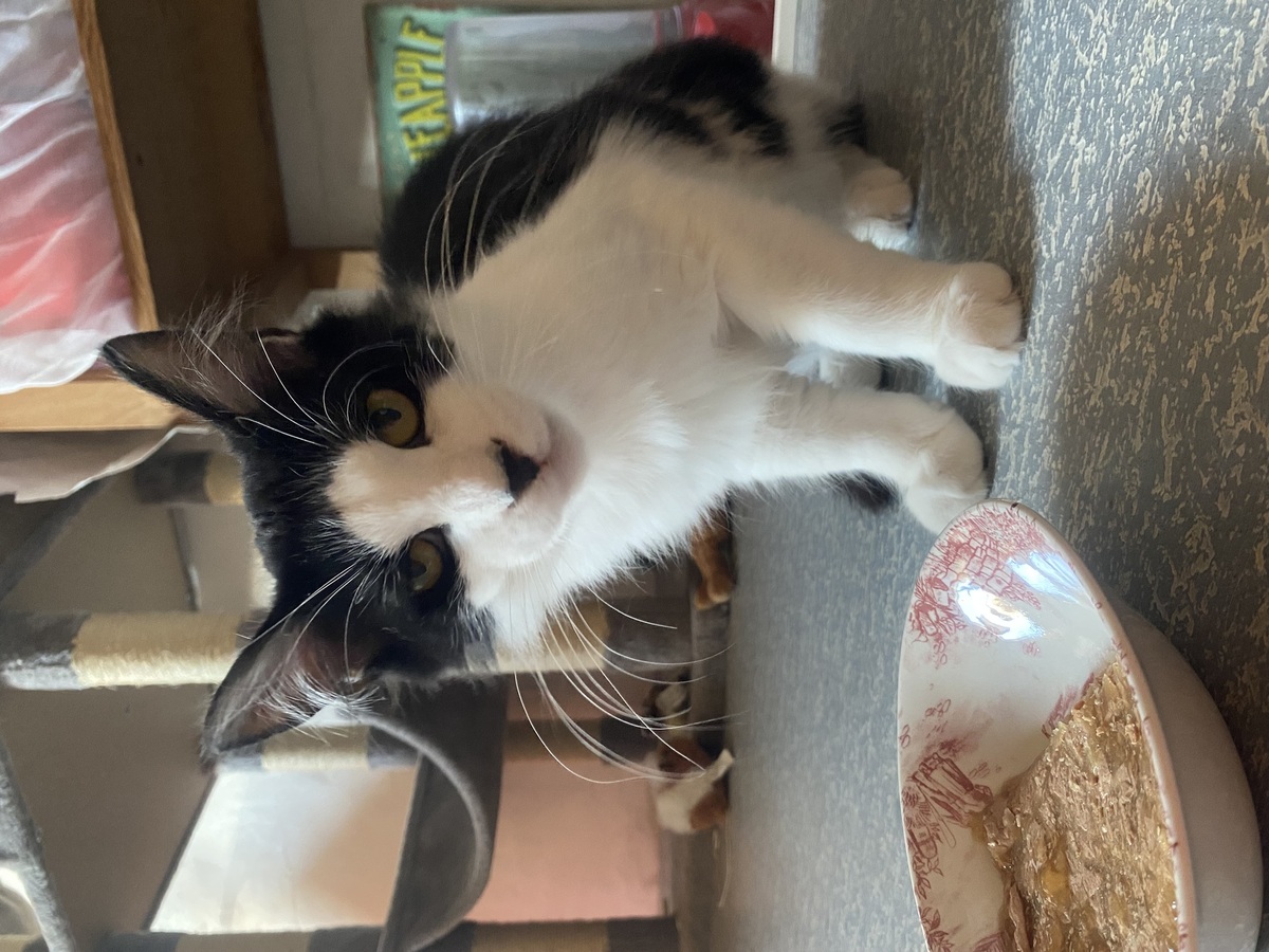 Adoption Chocapic