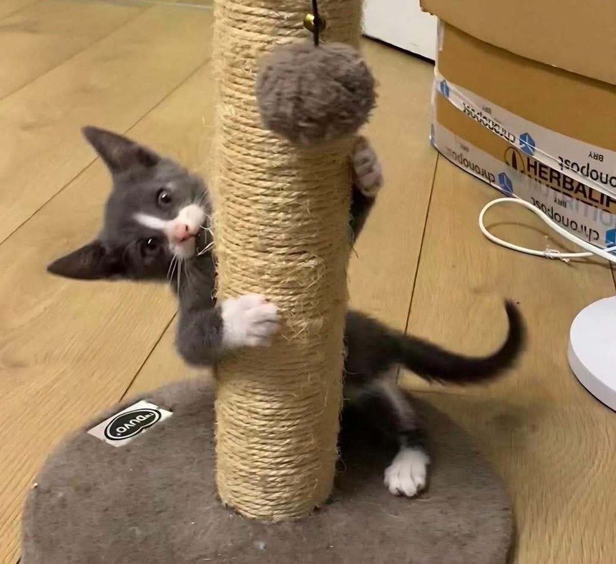 Adoption DUMBO