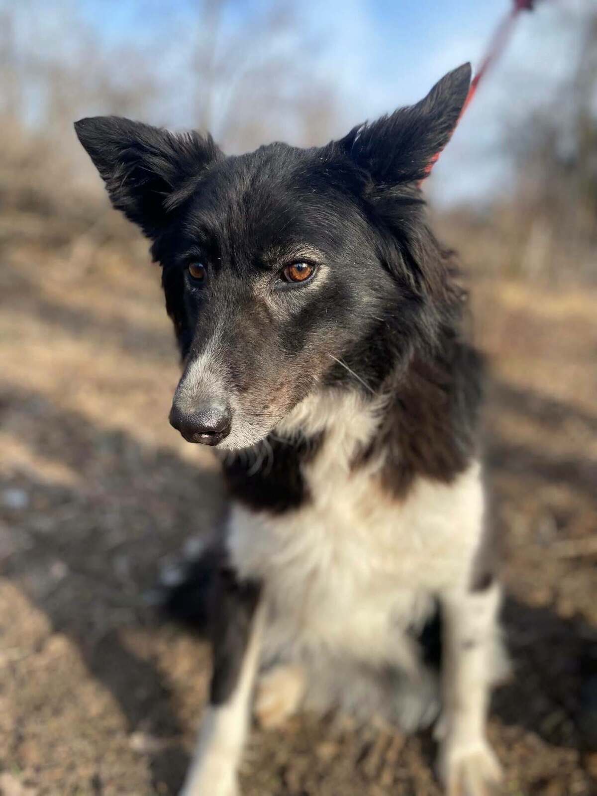 Adoption Biba