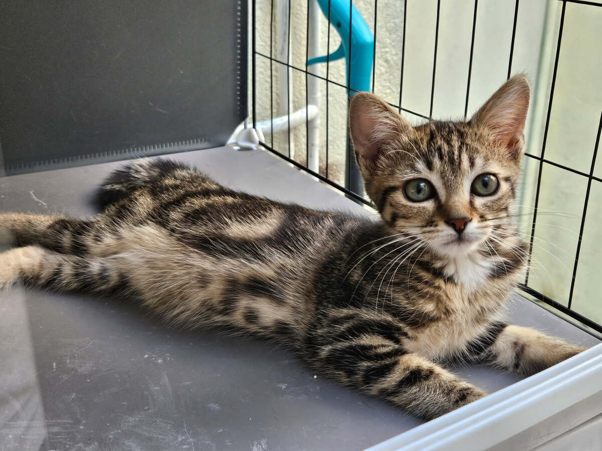 Adoption MOKA