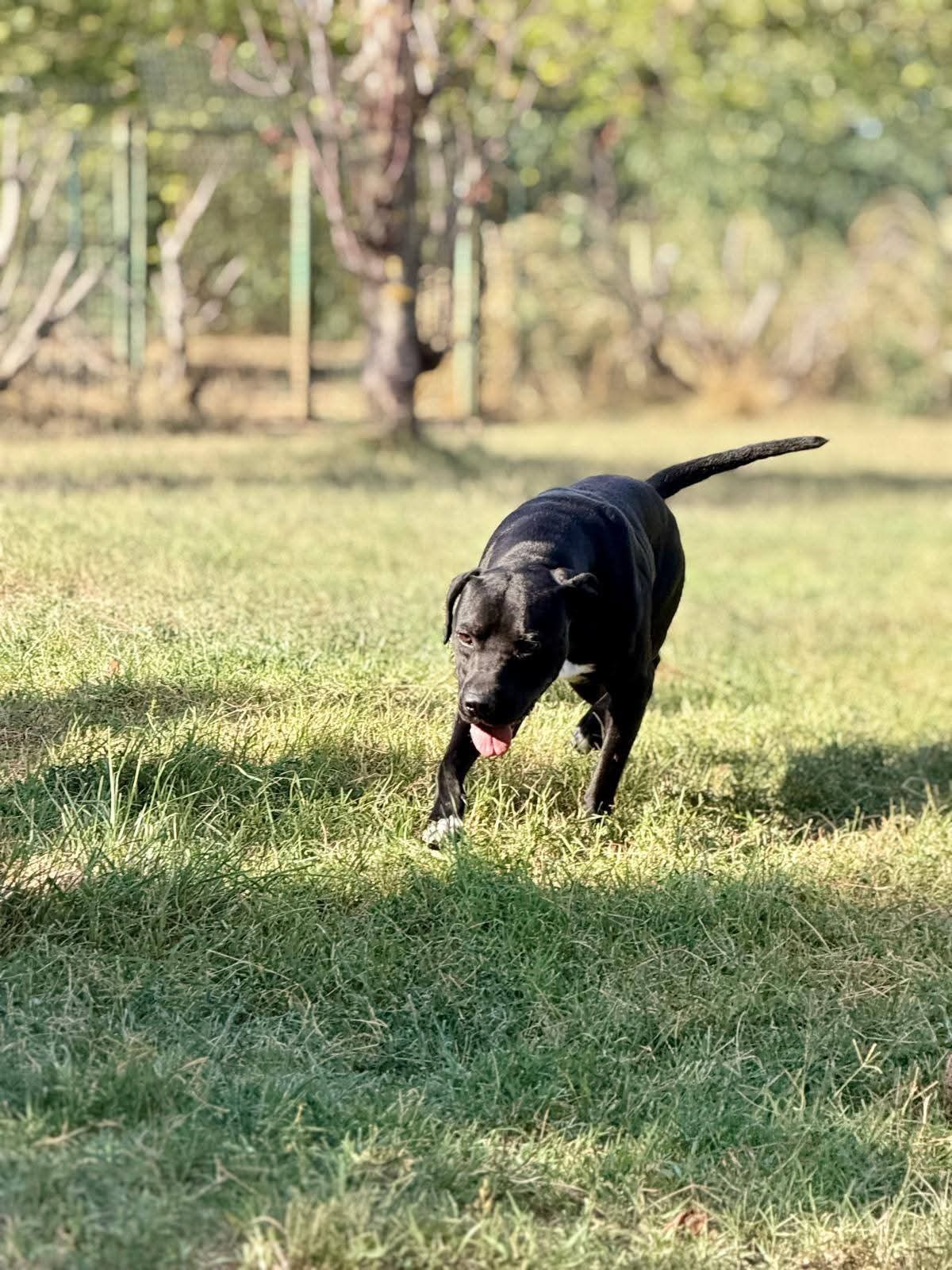 Adoption Arko