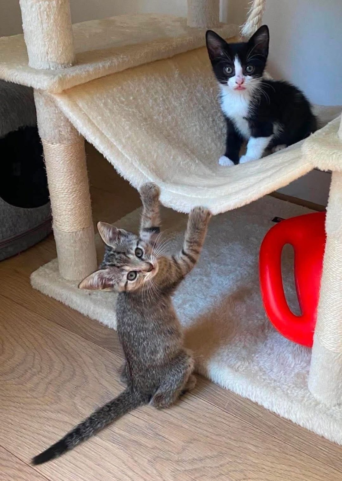 Adoption YONDUA