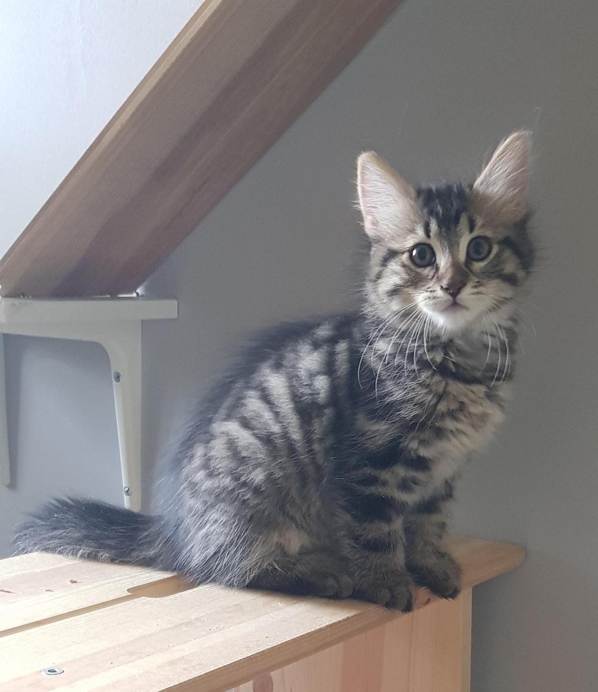 Adoption Balisto