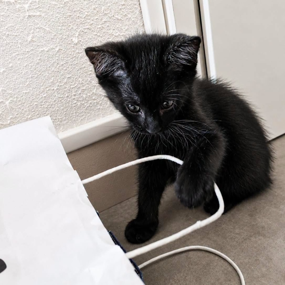 Adoption KHEOPS