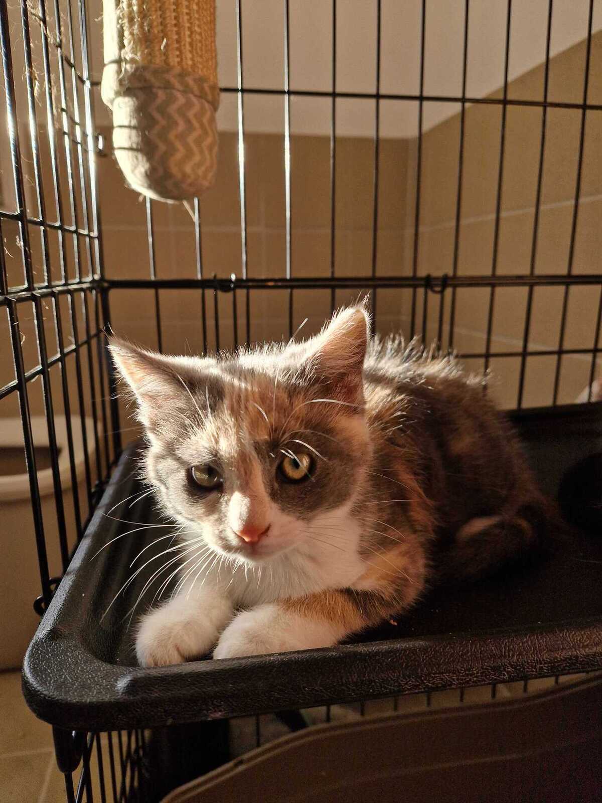 Adoption Bulle