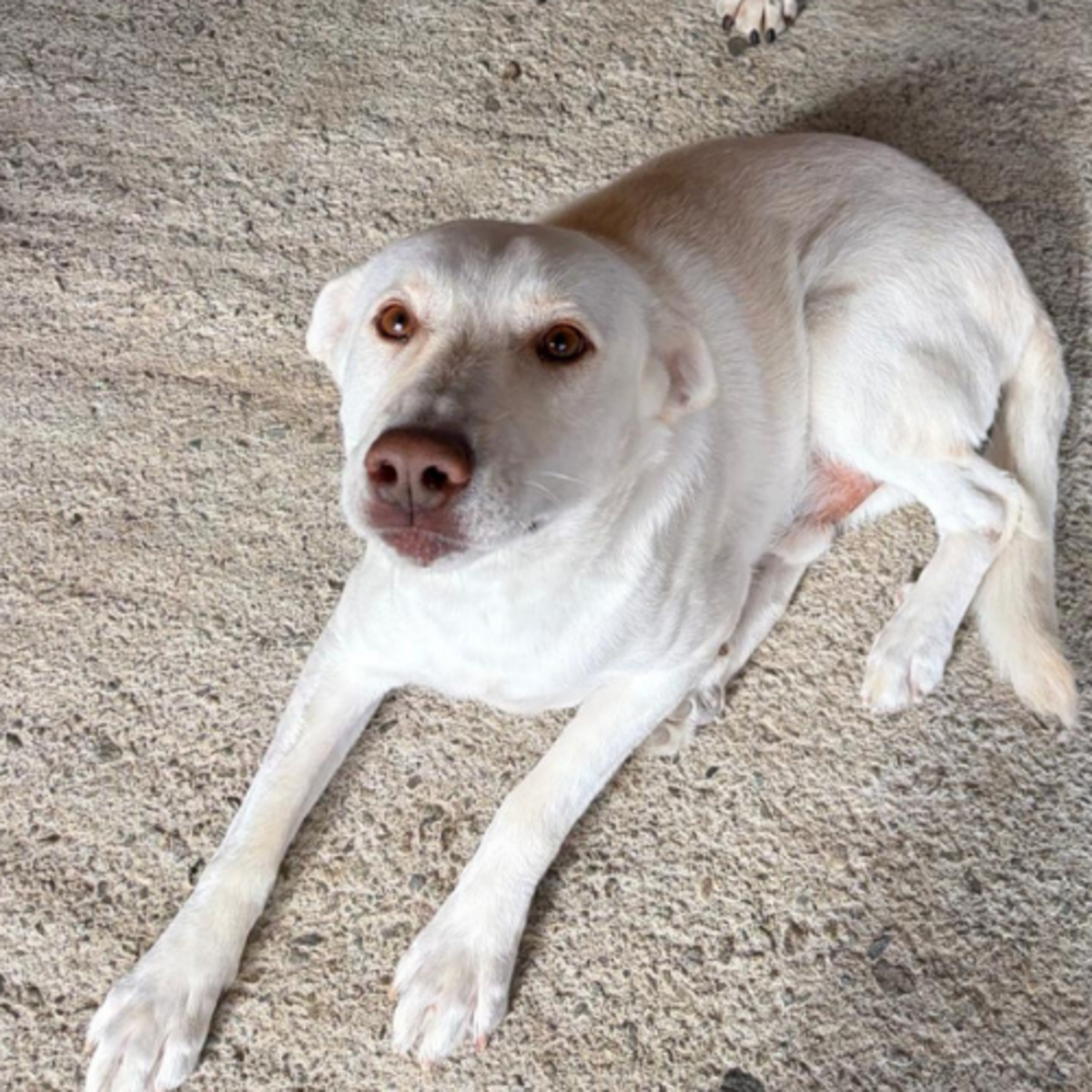 Adoption Atlas