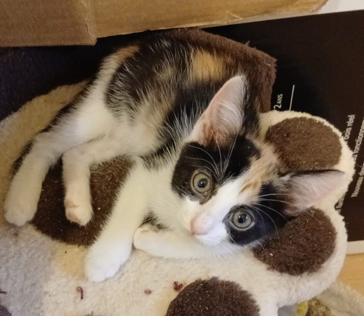 Adoption Fratrie