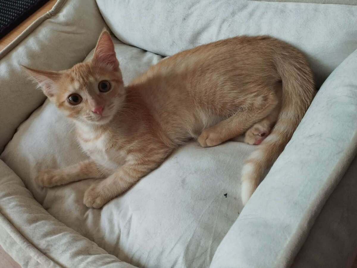 Adoption BRETZEL