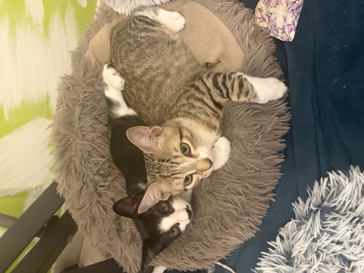 Adoption Kaito et Yasu